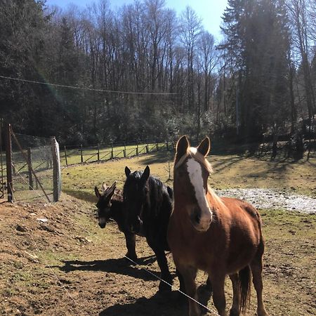 Agriturismo La Casa Nel Bosco Boveglio Eksteriør billede